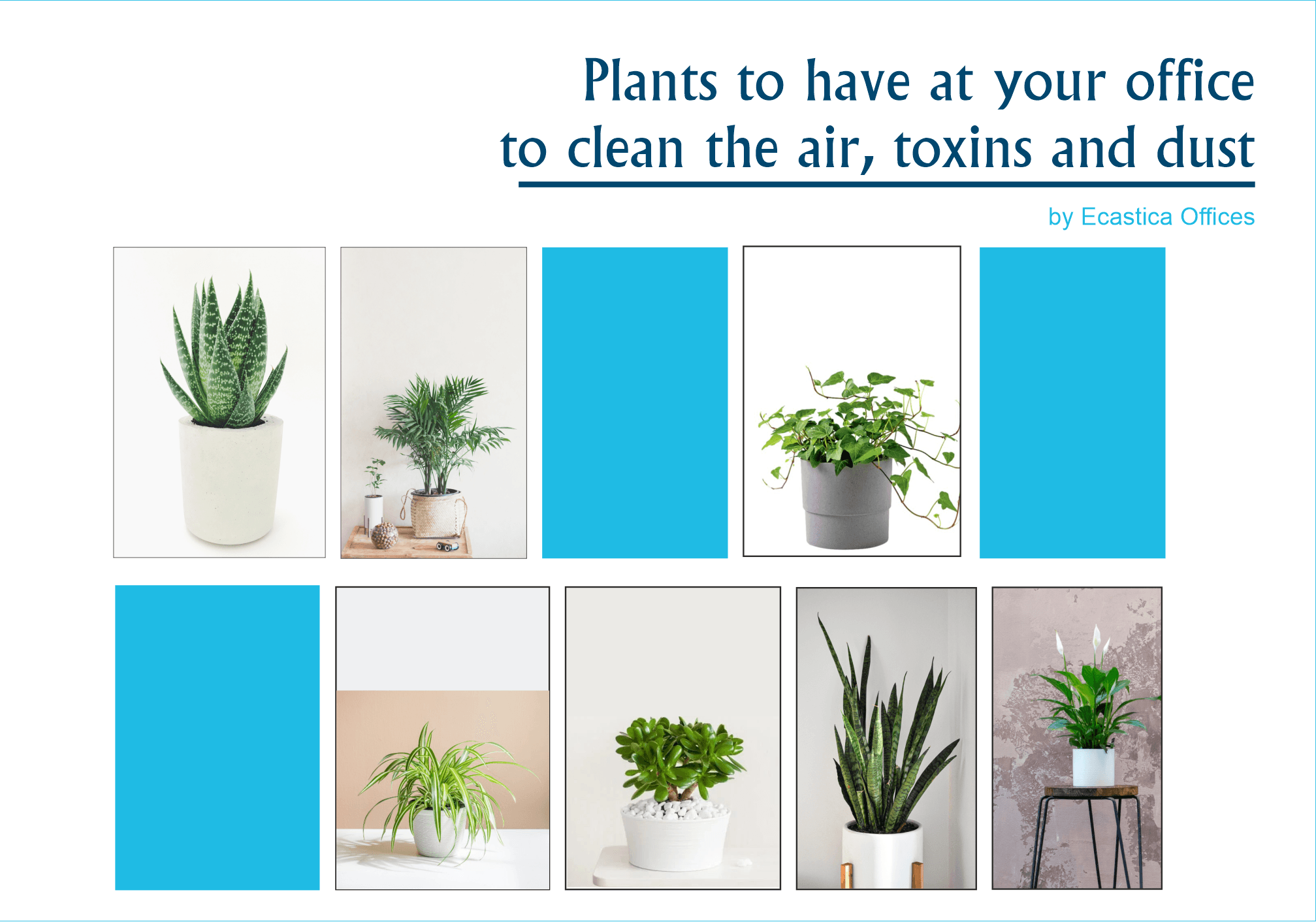 Plants to have at your office to clean the air, toxins and dust